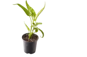 Vietnam. waterspinazie in pot doos 2st